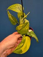 Scindapsus Jade Satin p10 (4)