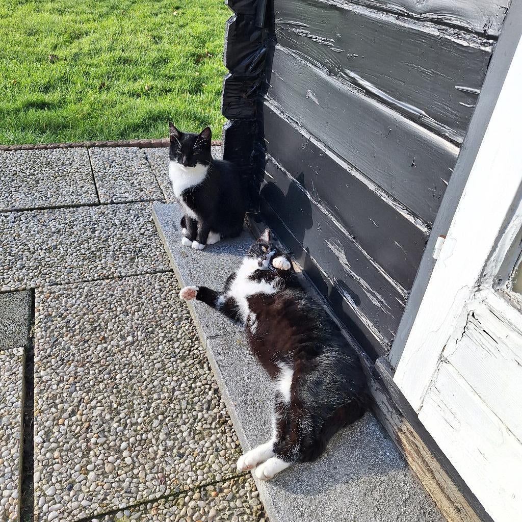 Gratis af te halen twee jonge poesjes, Dieren en Toebehoren, Katten en Kittens | Overige Katten, Poes, Kortharig, 0 tot 2 jaar