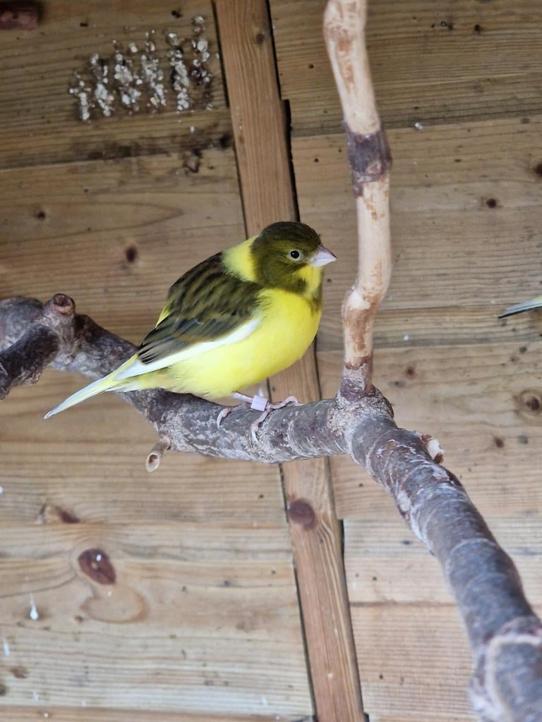 Te koop: Kanarie pop, bont, 2025, Dieren en Toebehoren, Vogels | Kanaries, Vrouwelijk, Kleurkanarie