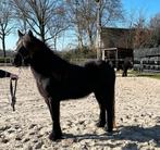 Fell pony merrie, Dieren en Toebehoren, Pony's, Merrie, 0 tot 2 jaar, C pony (1.27m tot 1.37m), Met stamboom