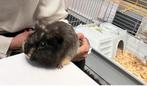 Cavia beertje, Dieren en Toebehoren, Knaagdieren, Januari, Mannelijk, Cavia