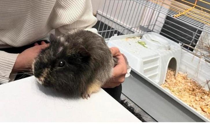 Cavia beertje, Dieren en Toebehoren, Knaagdieren, Mannelijk, Cavia, Januari