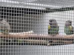 0-1 Meyer-papegaai (Damarensis) en een..., Dieren en Toebehoren, Vrouwelijk, Papegaai, Geringd
