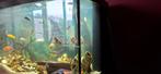 juwel aquarium 60x30x40, Ophalen, Zo goed als nieuw, Leeg aquarium
