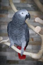 Grijze Roodstaart papegaai, Mannelijk, Papegaai