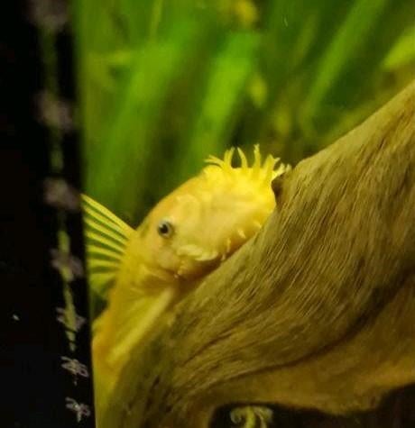 Te koop! L144 "Blue Eyes" man., Dieren en Toebehoren, Vissen | Aquariumvissen, Vis, Zoetwatervis