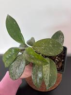 Hoya carnosa Stardust, Huis en Inrichting, Kamerplanten, Ophalen of Verzenden, Halfschaduw, Minder dan 100 cm