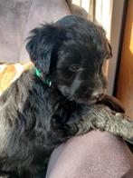 Labradoodle pup, groeien in huis met kids, mogen evt al mee, Overige rassen, 8 tot 15 weken, Meerdere, Meerdere dieren