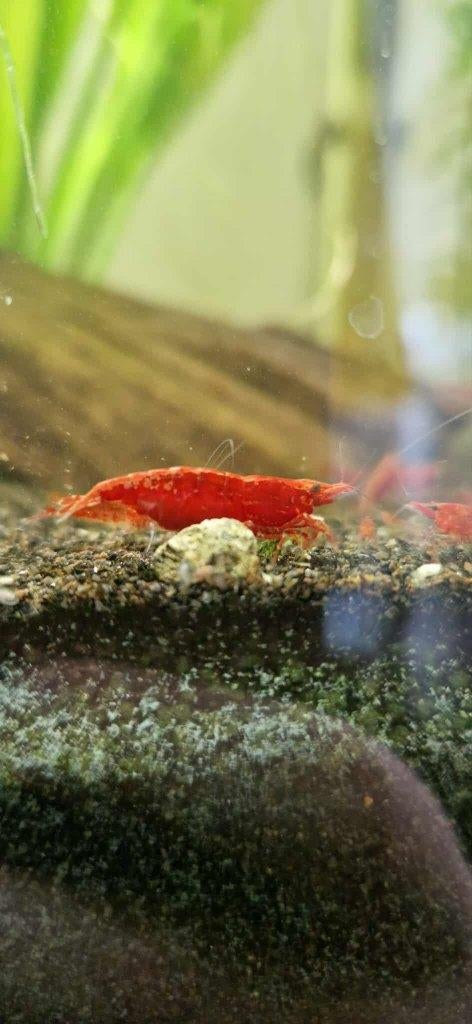 Bloody Mary garnaal (Neocaridina), Dieren en Toebehoren, Vissen | Aquariumvissen, Zoetwatervis, Kreeft, Krab of Garnaal, Schoolvis