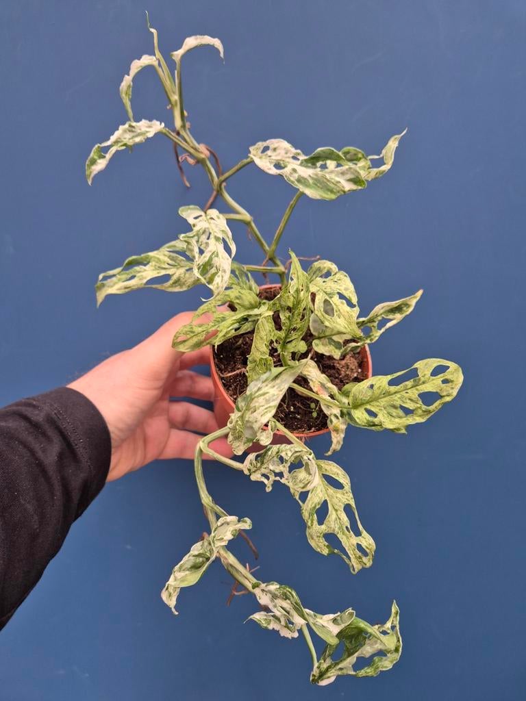 Monstera Frozen Freckless p12 (4)