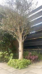 Grote olijfboom, Tuin en Terras, Bloeit niet, 100 tot 250 cm, Olijfboom, Ophalen