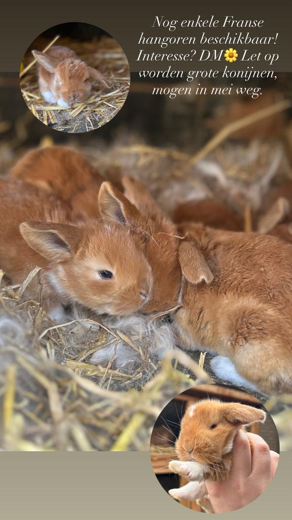 Raszuivere franse hangoren, Dieren en Toebehoren, Meerdere dieren, Groot, Hangoor, 0 tot 2 jaar
