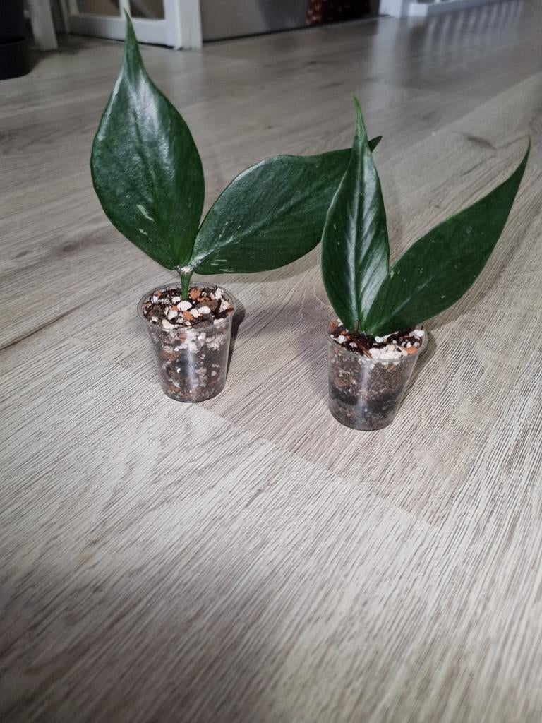 Hoya polyneura, Ophalen of Verzenden, Halfschaduw, Minder dan 100 cm