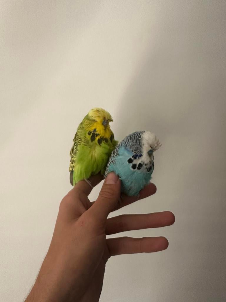 Tamme forse engelse parkieten, Dieren en Toebehoren, Vogels | Parkieten en Papegaaien, Meerdere dieren, Parkiet, Geringd