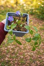 Maagdenpalm (Vinca minor) - Bodembedekker met paarse bloemen, Ophalen, Bodembedekkers, Vaste plant, Halfschaduw