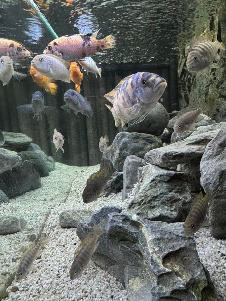 Jong grut Malawi Cichliden, Vis