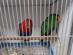 Jong koppel edelpapegaaien, Dieren en Toebehoren, Vogels | Parkieten en Papegaaien, Meerdere dieren, Parkiet
