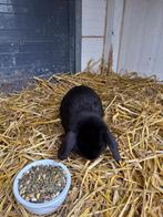 Konijn, Mannelijk, Middelgroot, 0 tot 2 jaar