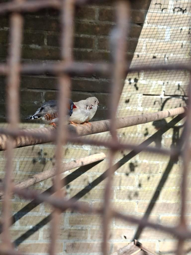 Zebravinken te koop: 5 euro per stuk, Meerdere dieren