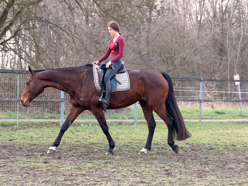 9 jarige Lieve merrie met een Gouden Eerlijke Karakter, Merrie, Met stamboom, Dressuurpaard, L