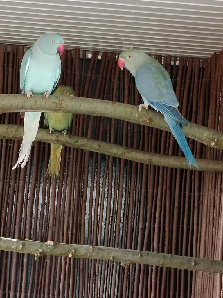 Halsbandparkieten te koop, Meerdere dieren, Parkiet