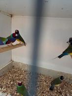 Gould amadines, Dieren en Toebehoren, Meerdere dieren