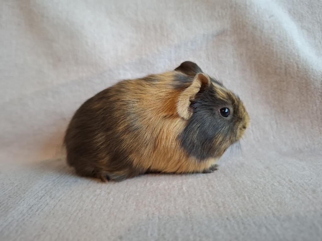 Mooie gladhaar cavia (beertje) te koop, Dieren en Toebehoren, Knaagdieren, Mannelijk, Tam, Maart, Cavia