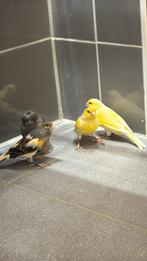 Kanarie koppel (man en pop), Dieren en Toebehoren, Vogels | Overige Vogels, Meerdere dieren