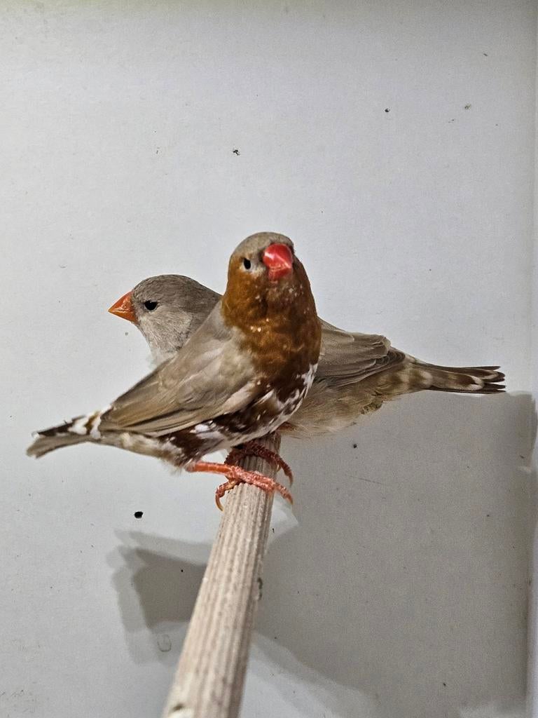 Koppel zebravinken oranjeborst bruin 2025-2024 geringd, Meerdere dieren, Tropenvogel, Geringd