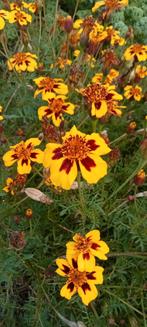 Tagetes patula nana - Afrikaantje zaden, Ophalen of Verzenden, Voorjaar, Volle zon, Zaad