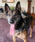 Mechelse Herder “Django K9 Unchained”, Dieren en Toebehoren, Honden | Herdershonden en Veedrijvers, 6 jaar of ouder, Reu, Parvo