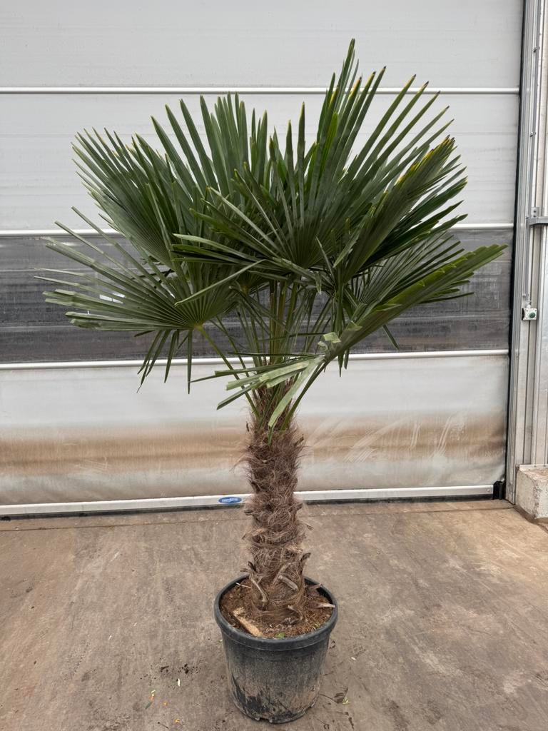 Palm trachycarpus fortunei p 45 cm h 2,30 cm, Tuin en Terras, Planten | Bomen, Bloeit niet, 100 tot 250 cm, Palmboom, Ophalen