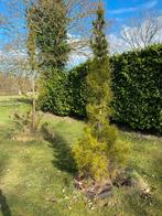Twee Japanse Parasoldennen, Bloeit niet, Halfschaduw, 100 tot 250 cm, Zuilboom