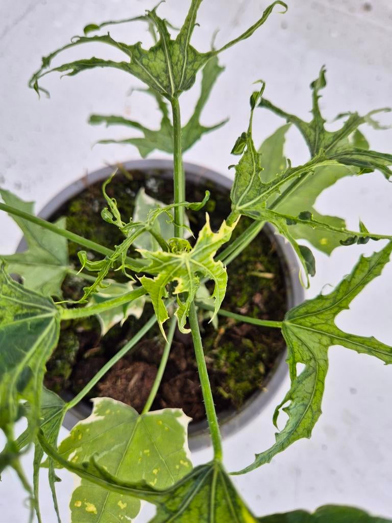 Cnidoscolus aconitifolius (Chaya plant) p13, Ophalen of Verzenden, Halfschaduw, Minder dan 100 cm