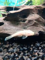 3 stuks, Jonge ancistrus white...ca. 3 cm, Dieren en Toebehoren, Vis, Zoetwatervis