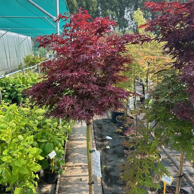 Japanse Esdoorn of Acer in diverse soorten, Tuin en Terras, Planten | Bomen, Minder dan 100 cm, In pot, Ophalen of Verzenden