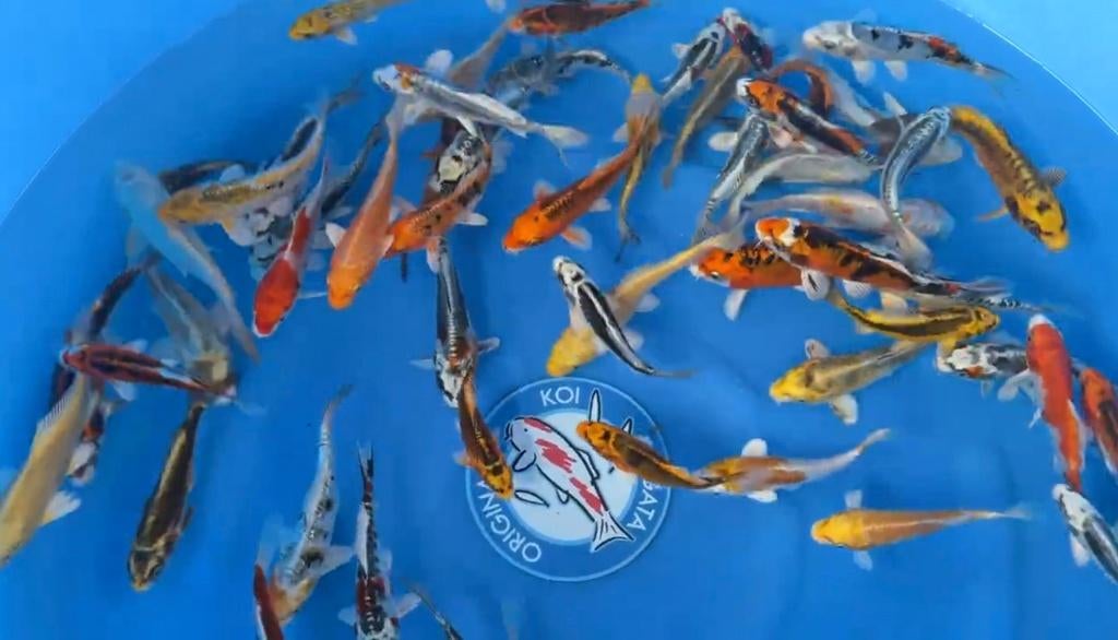 JAPANSE KOI YAMASAN-TOSAI 12-15 CM, Karper of Koi