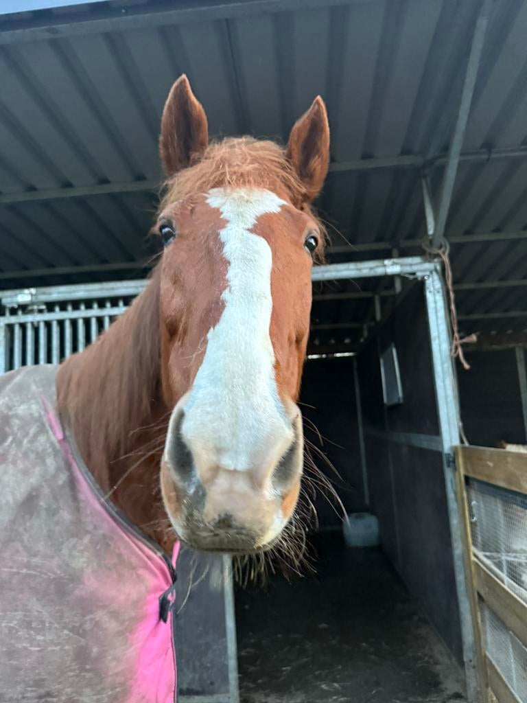 Aangeboden weide gang., Dieren en Toebehoren