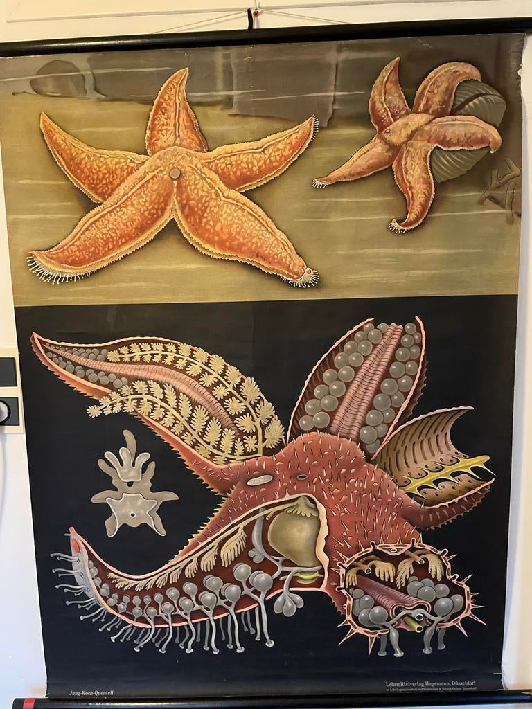 Schoolplaat Zeester - Jung-Koch-Quentell, Antiek en Kunst, Antiek | Schoolplaten, Ophalen of Verzenden, Natuur en Biologie