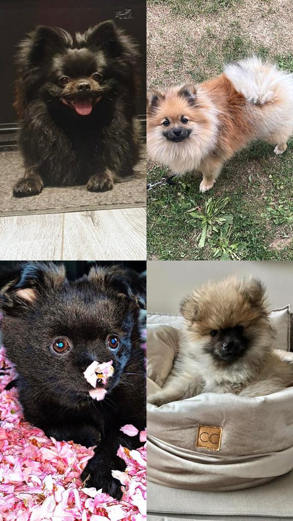 Wij zoeken een nieuw onderkomen!, Dieren en Toebehoren, Reu, 1 tot 2 jaar, Meerdere, Nederland