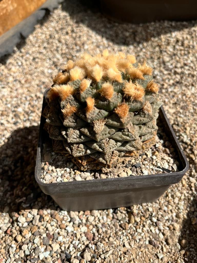 Ariocarpus fissuratus, Tuin en Terras, Ophalen, Minder dan 100 cm, Lente