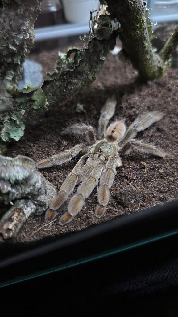 Psalmopoeus cambridgi - boomvogelspin, Spin of Schorpioen