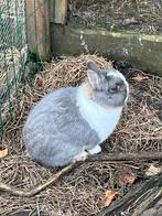 Jonge bonte blauwoog kleurdwerg dek-ram, Dieren en Toebehoren, Mannelijk, Dwerg