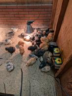 Mooie cochin kriel hennetjes rond jaarwisseling uitgekomen, Dieren en Toebehoren, Pluimvee, Vrouwelijk, Kip