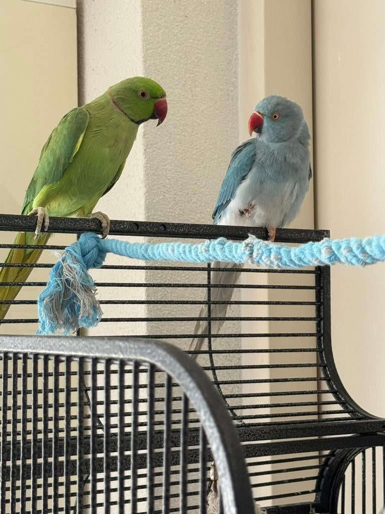 Halsbandpariek koppel, Mannelijk, Parkiet