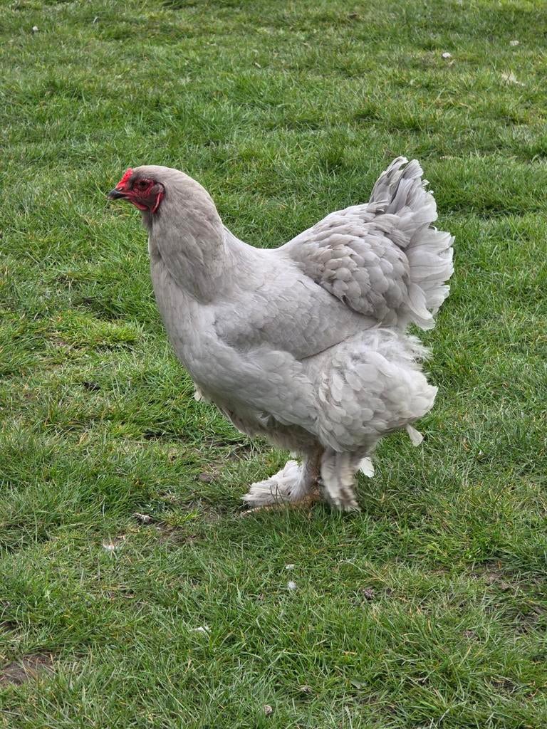 4x Brahma Hen - 2 jaar, Dieren en Toebehoren, Pluimvee, Vrouwelijk, Kip