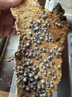 Cubaris sp. Panda King, Dieren en Toebehoren, Overige soorten