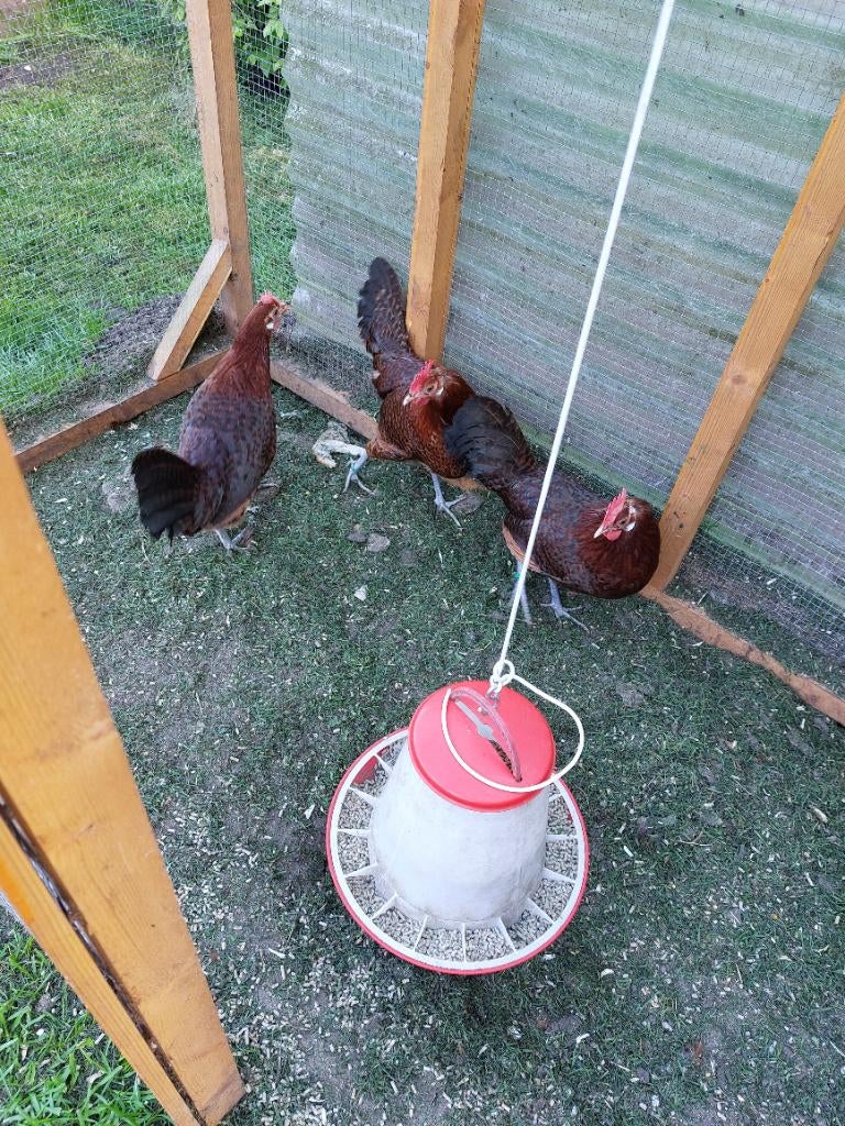 mooie jonge toom friese roodpel (groot), Dieren en Toebehoren, Pluimvee, Meerdere dieren, Kip