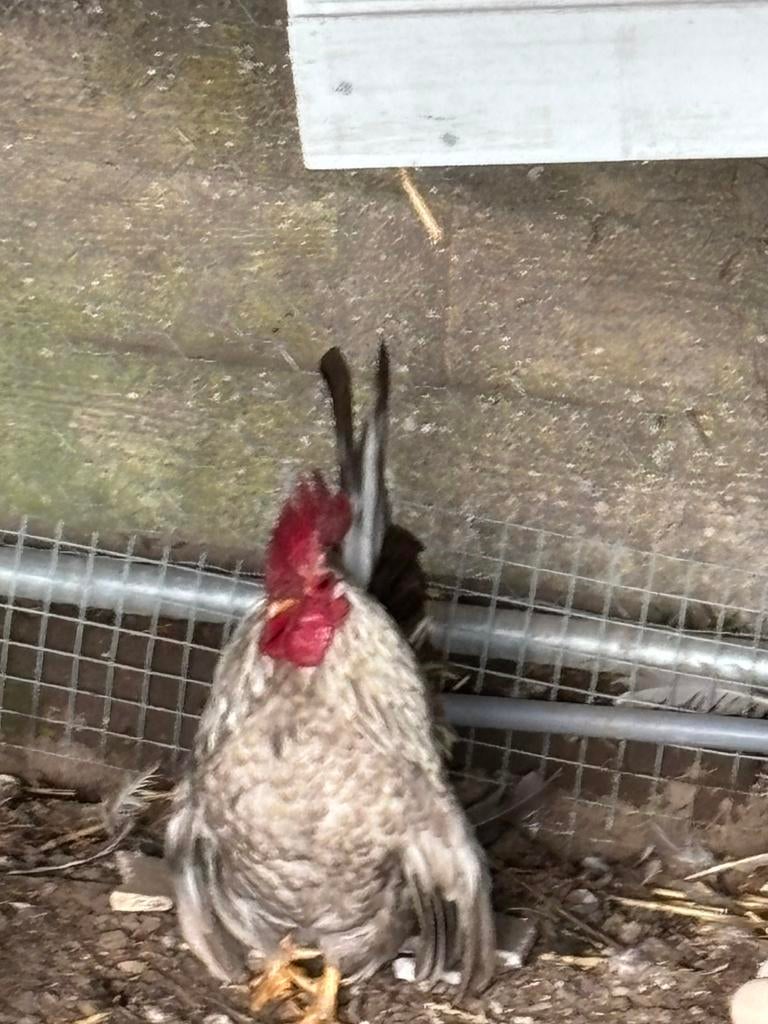 Klein serama haantje, Mannelijk, Kip