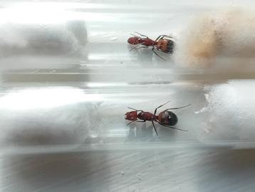 Camponotus nicobarensis koninginnen, mieren